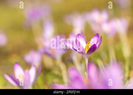 Un groupe de crocus fleurs au printemps Banque D'Images