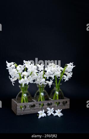 Bouquets de jacinthes blanches dans de petits vases en verre sur un arrière-plan noir Banque D'Images