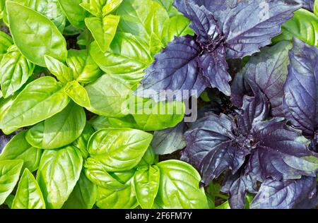 Feuille de basilic (Ocimum basilicum). Vert frais bio et basilic violet poussant dans le jardin vue de dessus. Plantation de feuilles basiliques. Printemps vert abstrait Banque D'Images