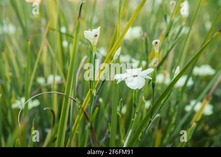 Champ avec Dietes bicolor, communément connu sous le nom d'iris africain ou de nénuphars bimensuel Banque D'Images