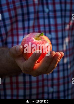 Vue rapprochée des mains des agriculteurs montrant une pomme rouge Banque D'Images