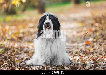 Portrait de chien terrier tibétain assis sur la route dans la forêt d'automne parmi les feuilles colorées. Mise au point sélective, espace de copie Banque D'Images