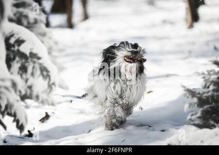 Chien terrier tibétain tenant un petit bâton et courant à travers la neige Banque D'Images