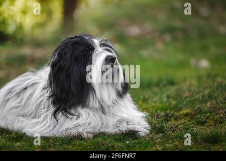 Chien de terrier tibétain pour une promenade relaxante dans la nature dans le champ d'herbe verte au printemps. Mise au point sélective Banque D'Images