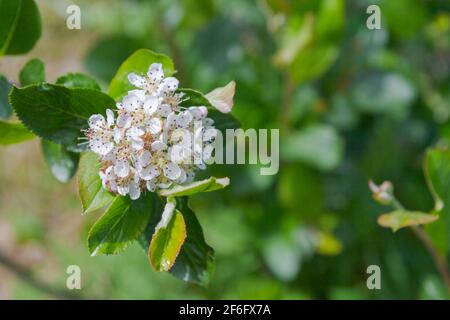 Fleurs blanches d'un Bush fleuri de cendres de montagne à fruits noirs en été Banque D'Images