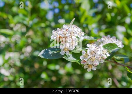 Fleurs blanches d'un Bush fleuri de cendres de montagne à fruits noirs en été Banque D'Images