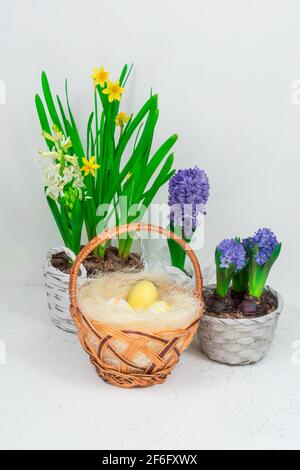 Panier en osier avec œufs de caille sur fond de jonquilles jaunes et jacinthes bleues sur une table blanche. Gros plan. Concept de vacances de Pâques. Banque D'Images