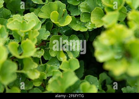 Motif de feuilles de ginkgo biloba vert vif frais. Arrière-plan naturel du feuillage. Branches de l'arbre de Ginkgo dans le jardin Banque D'Images