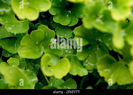 Motif de feuilles de ginkgo biloba vert vif frais. Arrière-plan naturel du feuillage. Branches de l'arbre de Ginkgo dans le jardin Banque D'Images