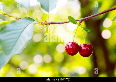 Deux cerises mûres accrochées à une branche de cerisier. Rayons de soleil sur les fruits qui poussent dans le verger de cerises biologiques par une journée ensoleillée Banque D'Images