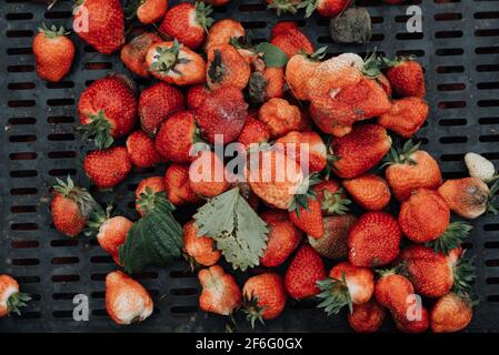Gros plan des fraises pourries dans un contenant en plastique après récolte sur le champ de fraises. Fruits mouleux en boîte. Déchets agricoles et déchets organiques co Banque D'Images