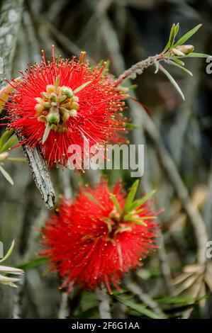 Callistemon est un genre d'arbustes ou de petits arbres de la famille Myrtle qui poussent en Australie Banque D'Images