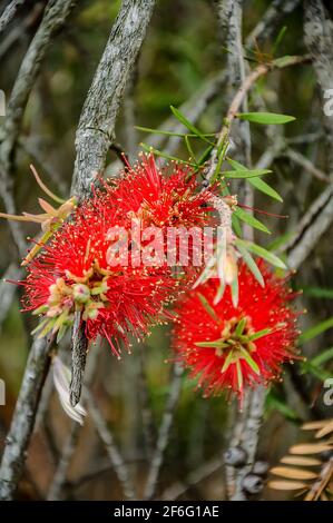 Callistemon est un genre d'arbustes ou de petits arbres de la famille Myrtle qui poussent en Australie Banque D'Images