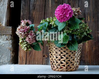 Bouquet de fleurs de hortensia (hortensia) violet en fleurs dans un panier en osier. Arrière-plan rustique et chic avec hortensia Banque D'Images