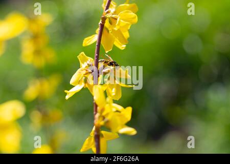 Guêpe sur une fleur jaune d'un Bush forsythia. Ambiance printanière, arômes de jardin. Banque D'Images