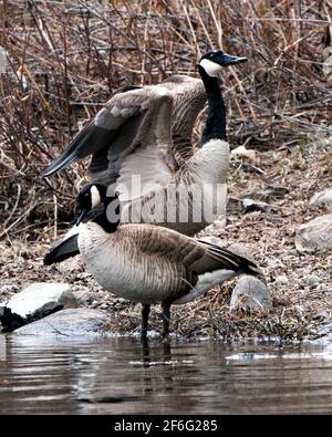 Couple d'Oies canadiennes vue rapprochée du profil de l'eau avec ailes éparpillées dans leur habitat et leur environnement. Image. Image. Portrait. Banque D'Images