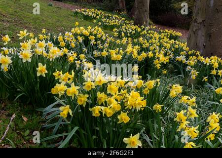 Jonquilles en pleine floraison plantées autour d'un arbre. Banque D'Images