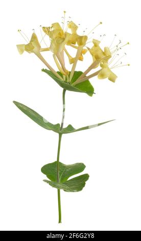 woodbine italienne en fleur, Lonicera caprifolium isolé sur fond blanc Banque D'Images