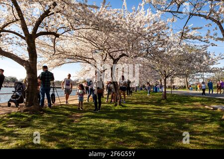 Les foules sont à la lumière du bassin de marée pour les pics de cerisiers en fleurs suite à la pandémie mondiale de coronavirus, Washington, DC, 30 mars 2021. Banque D'Images