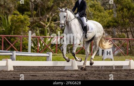 Concours de dressage, équitation dans l'arène en plein air, spectacle de race Lusitano. Banque D'Images