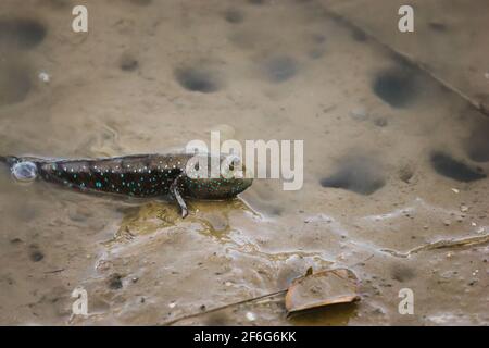 Mudskippers poissons amphibies sont, et celui-ci a été retrouvée près d'un embarcadère de Phuket, Thailande. Banque D'Images