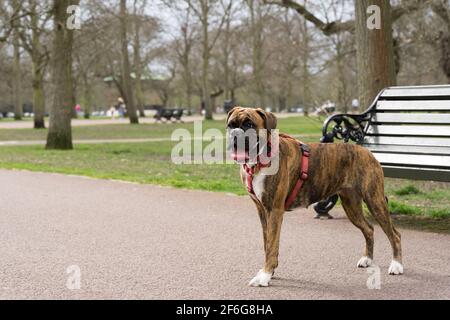 Chien de taureau colle sa langue dans la chaude journée de printemps, le soleil dans greenwich Park Banque D'Images