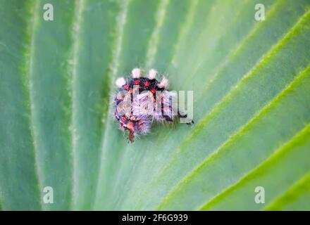 L'orgyia Antiqua de caterpillar, la tige de la chaussette rouillée ou le vapotier sur une feuille verte Banque D'Images