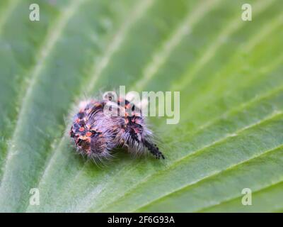 L'orgyia Antiqua de caterpillar, la tige de la chaussette rouillée ou le vapotier sur une feuille verte Banque D'Images