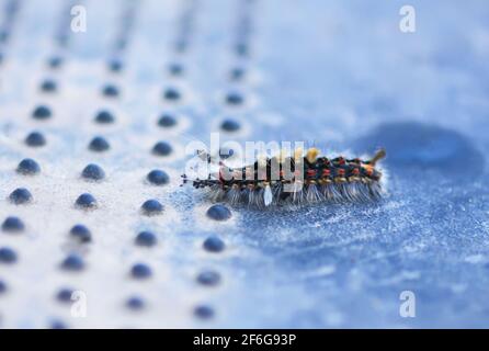 Le caterpillar Orgyia Antiqua, le tapis de sol rouillé ou le vapotier sur une surface en caoutchouc Banque D'Images