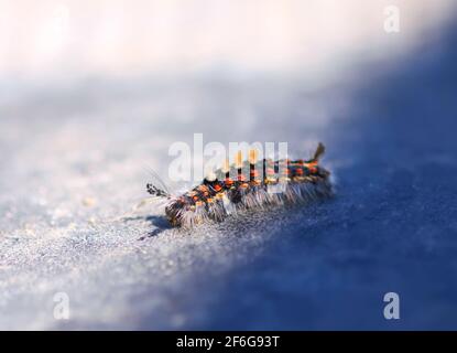 Le caterpillar Orgyia Antiqua, le tapis de sol rouillé ou le vapotier sur une surface en caoutchouc Banque D'Images