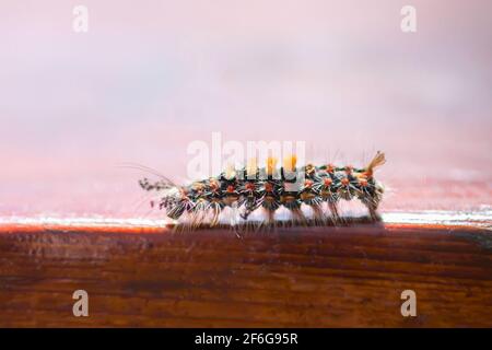 Le caterpillar Orgyia Antiqua, le tapis de sol rouillé ou le vapotier sur une surface en bois de près Banque D'Images