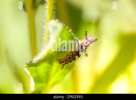 L'orgyia Antiqua de caterpillar, la tige de la chaussette rouillée ou le vapotier sur une feuille verte Banque D'Images