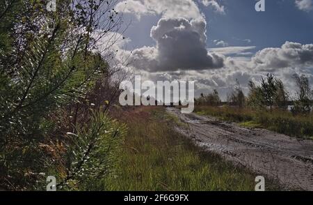 Moorlandschaft - Moorweg mit Reifensuren - Kumuluswolke Banque D'Images