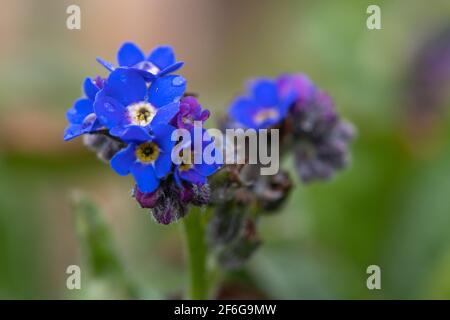 Photo macro de Forget Me pas fleurs en fleur Banque D'Images