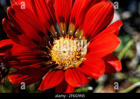 Des fleurs rouges profondes avec un œil central de jaune, crème et noir, ainsi qu'un feuillage vert profond et attrayant, font de cette plante florale d'été un régal. Banque D'Images