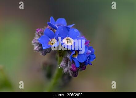 Photo macro de Forget Me pas fleurs en fleur Banque D'Images