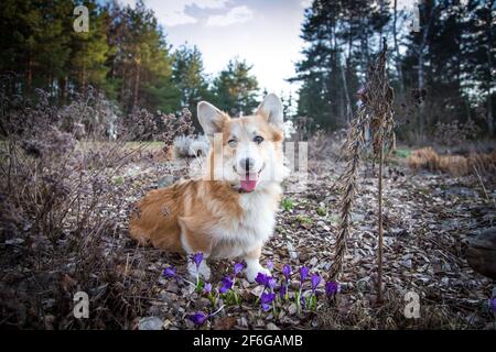 Welsh Corgi Pembroke assis devant des crocuses pourpres Banque D'Images