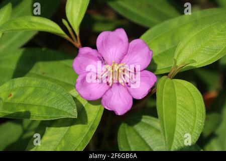 Gros plan d'une fleur pourpre fleuri avec des feuilles, ceci La plante est appelée Malabar melastome (Maha bovitiya) plante Banque D'Images