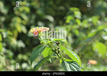 Gros plan d'un arbuste verbena (Gandapana) branche avec fleur multicolore inflorescence et fruits avec feuilles Banque D'Images