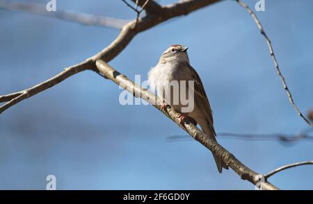 ÉTATS-UNIS - 03-31-21: Wolf Gap Recreation Area était autrefois le site d'un camp du corps civil de conservation afro-américain des années 1930. Cette aire de loisirs Banque D'Images