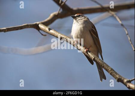 ÉTATS-UNIS - 03-31-21: Wolf Gap Recreation Area était autrefois le site d'un camp du corps civil de conservation afro-américain des années 1930. Cette aire de loisirs Banque D'Images