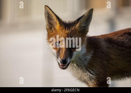 Interaction et comportement de la famille Fox, Aberdeen, Écosse du Nord-est Banque D'Images