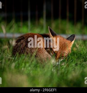 Interaction et comportement de la famille Fox, Aberdeen, Écosse du Nord-est Banque D'Images