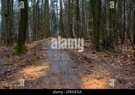 Piste de descente récemment construite dans la forêt avec des sauts et courbes étroites Banque D'Images