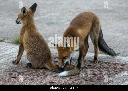 Interaction et comportement de la famille Fox, Aberdeen, Écosse du Nord-est Banque D'Images