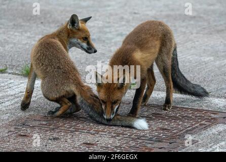 Interaction et comportement de la famille Fox, Aberdeen, Écosse du Nord-est Banque D'Images