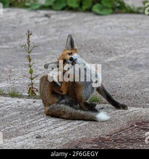 Interaction et comportement de la famille Fox, Aberdeen, Écosse du Nord-est Banque D'Images