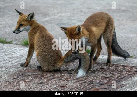 Interaction et comportement de la famille Fox, Aberdeen, Écosse du Nord-est Banque D'Images