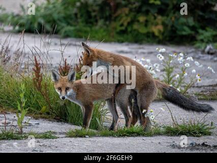 Interaction et comportement de la famille Fox, Aberdeen, Écosse du Nord-est Banque D'Images