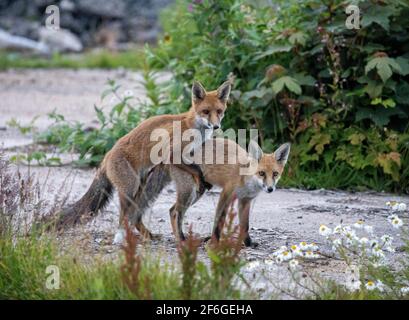 Interaction et comportement de la famille Fox, Aberdeen, Écosse du Nord-est Banque D'Images